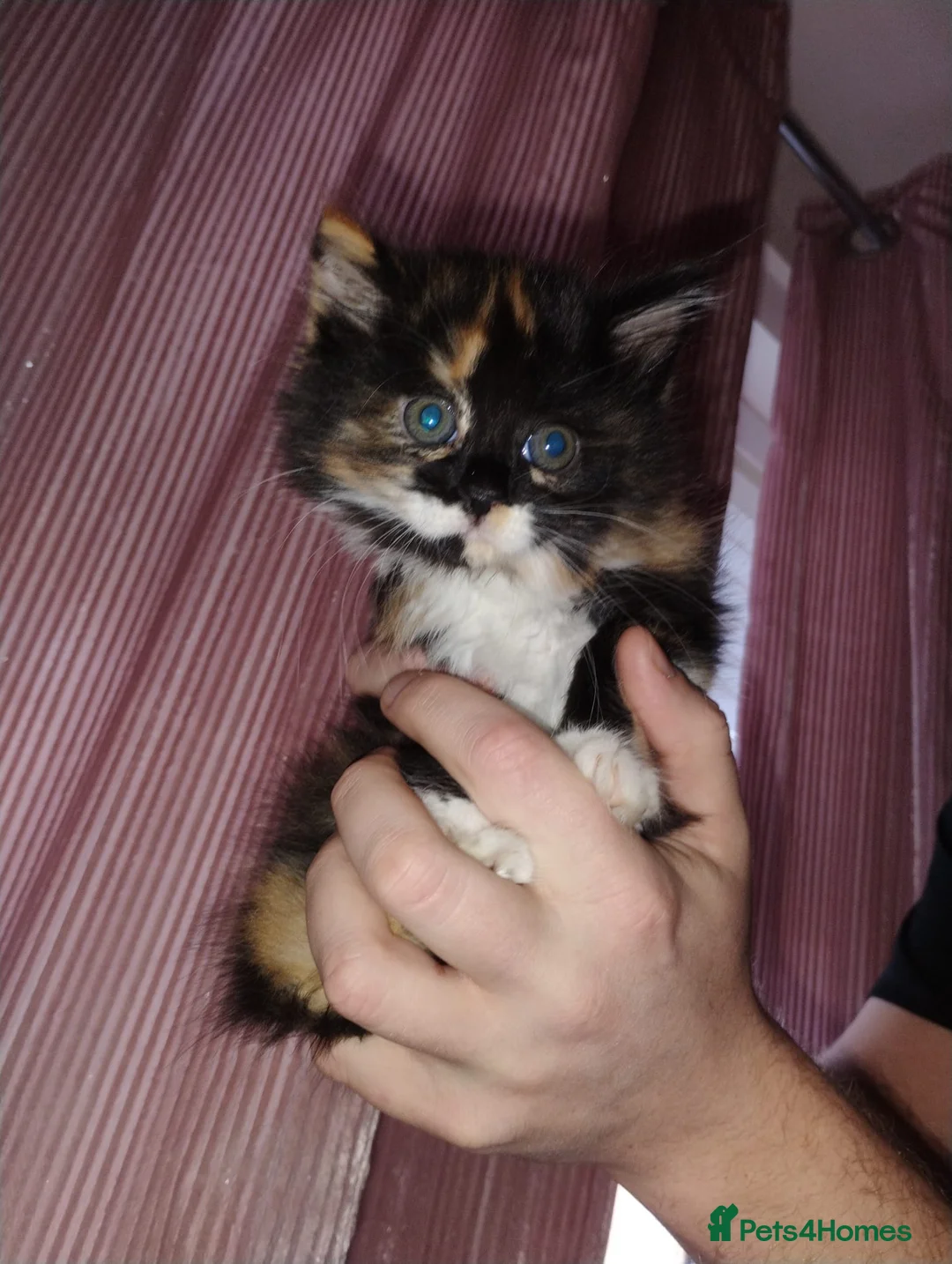 Mixed Breed cats for sale: Fluffy calico female kitten - Advert 3