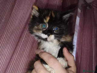 Mixed Breed cats Fluffy calico female kitten - Advert 2