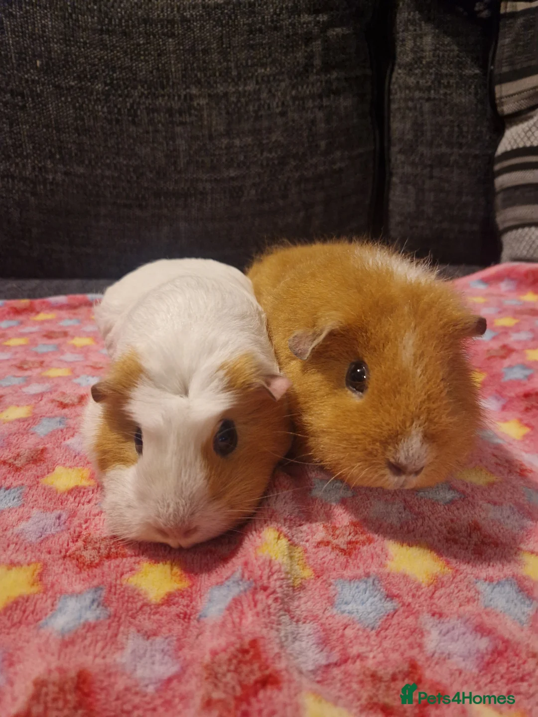 Guinea Pig rodents for sale: 2 female guinea pigs  - Advert 1