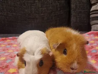 Guinea Pig rodents 2 female guinea pigs - Advert 10