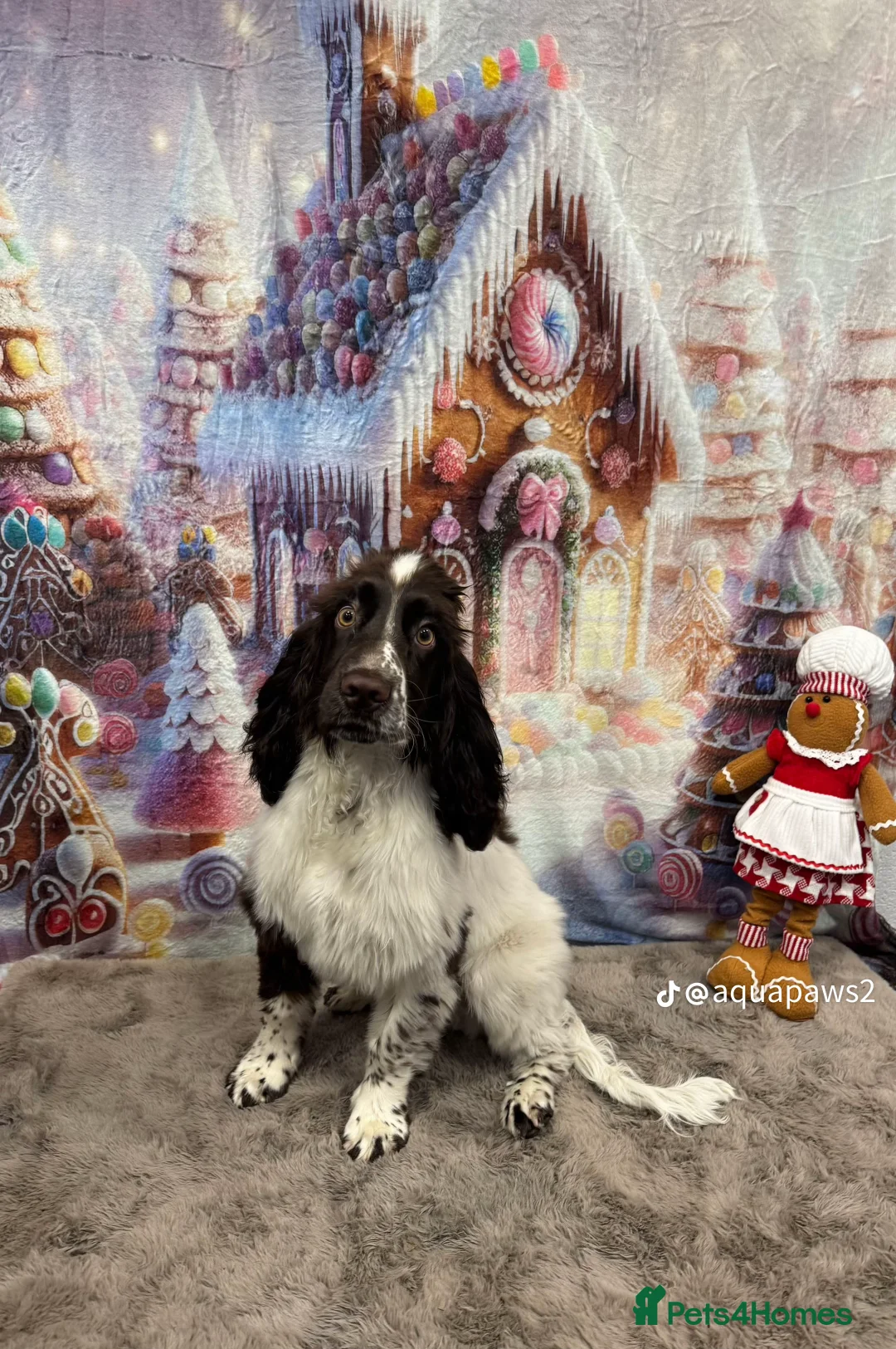 Sprocker dogs for stud: Rocket the sprocker spaniel stud - Advert 3