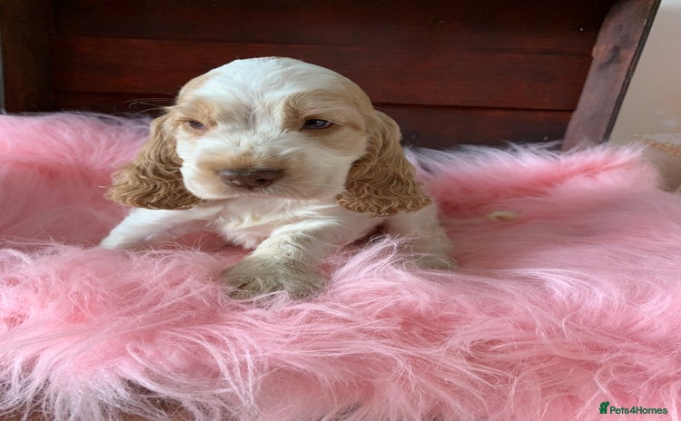 Cocker Spaniel dogs - Advert 5
