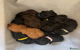 Cockapoo dogs for sale: Gorgeous cockapoo puppies!  - Image 5
