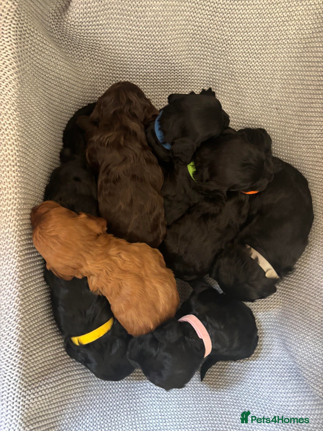 Cockapoo dogs for sale: Gorgeous cockapoo puppies!  - Image 5