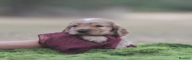 Cocker Spaniel 3