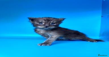 Maine Coon cats - Advert 6