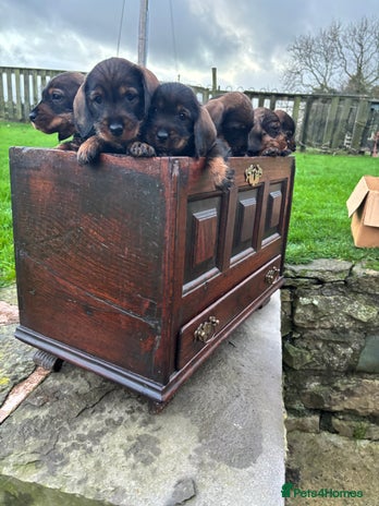 Dachshund dogs - Advert 1