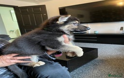 German Shepherd dogs for sale: Gorgeous German Shepherd puppies - Image 5