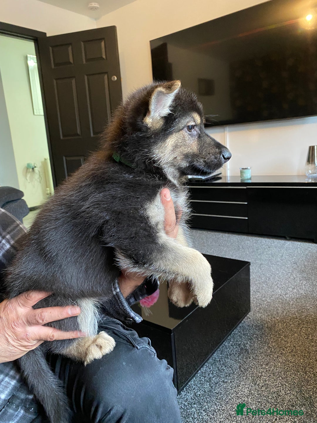German Shepherd dogs for sale: Gorgeous German Shepherd puppies - Image 5