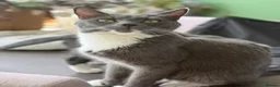 Mixed Breed cats for sale: Half Russian Blue kittens - Advert 1
