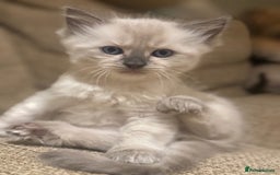 Ragdoll cats for sale: Adorable Ragdoll X Snow Bengal Kittens - Advert 32
