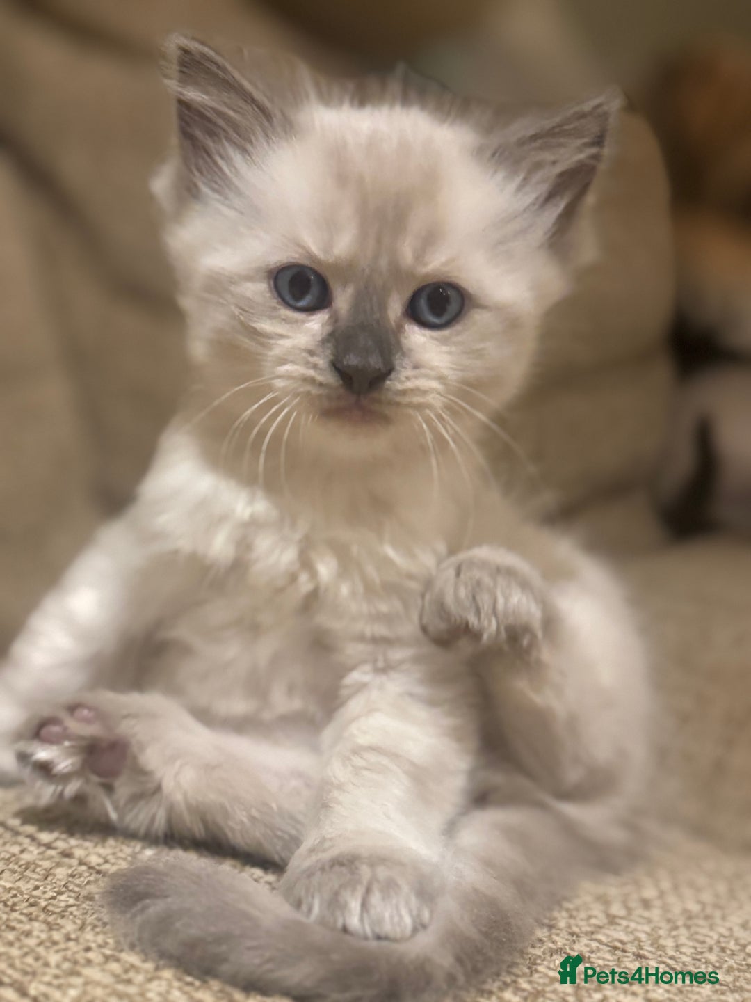 Ragdoll cats for sale: Adorable Ragdoll X Snow Bengal Kittens - Advert 32