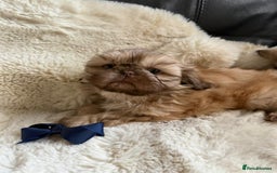 Shih Tzu dogs for sale: 4 imperial shih Tzu beautiful boys  - Image 17