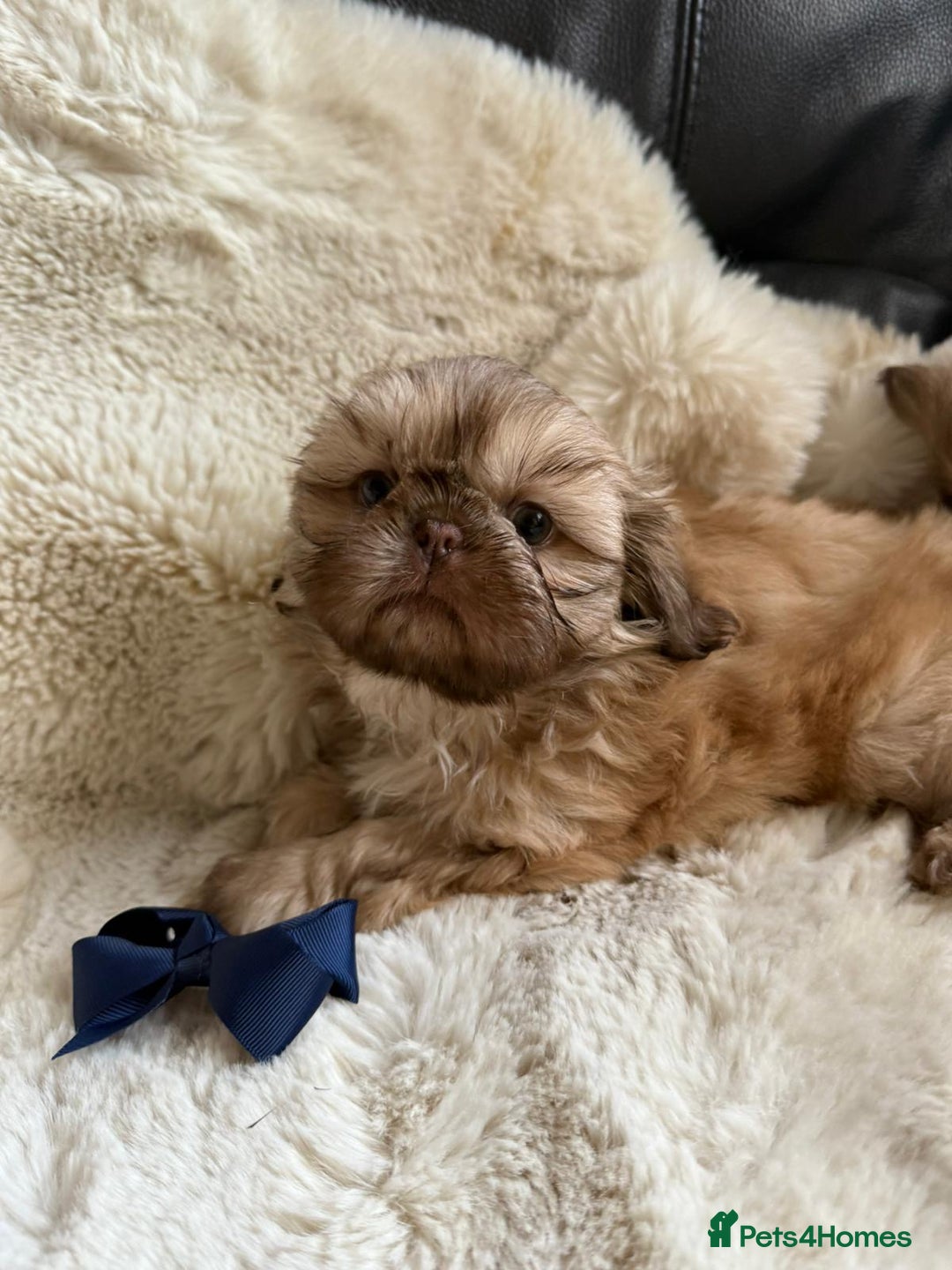 Shih Tzu dogs for sale: 4 imperial shih Tzu beautiful boys  - Image 17