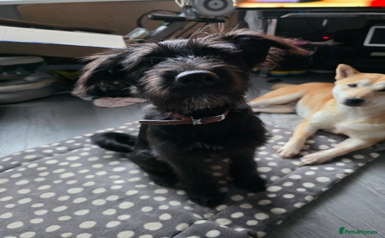 Mixed Breed dogs - Advert 1