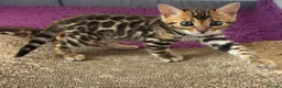 Bengal cats for sale: Pure bred Glitter Coat Bengal Kittens  in Ebbw Vale - Advert 6