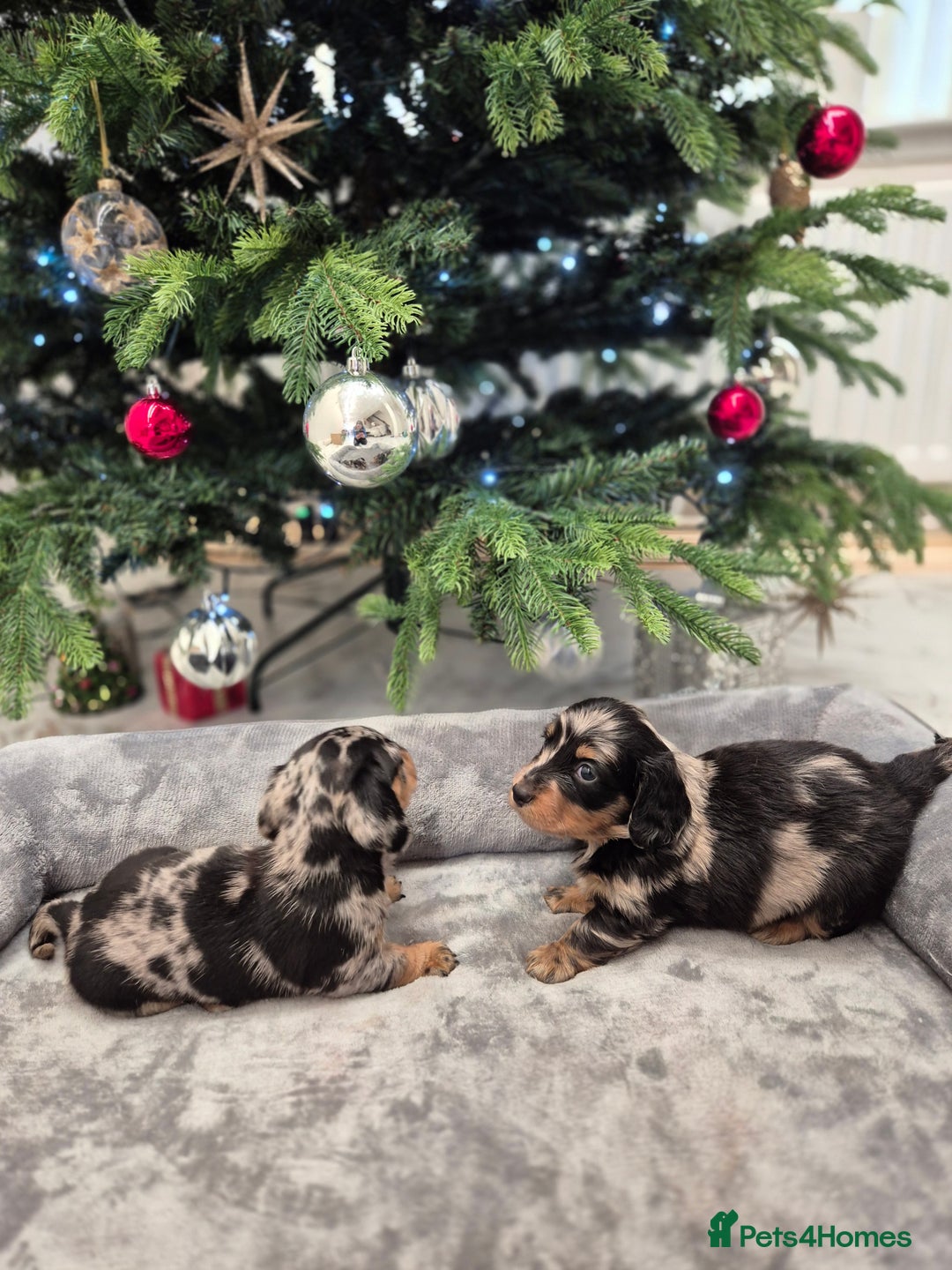 Dachshund dogs for sale: 💙Miniature Dachshund puppies! First litter!🩷  - Advert 27