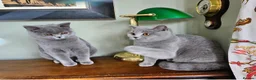 British Shorthair cats for sale: Beautiful adorable BSH blue kittens - Advert 9
