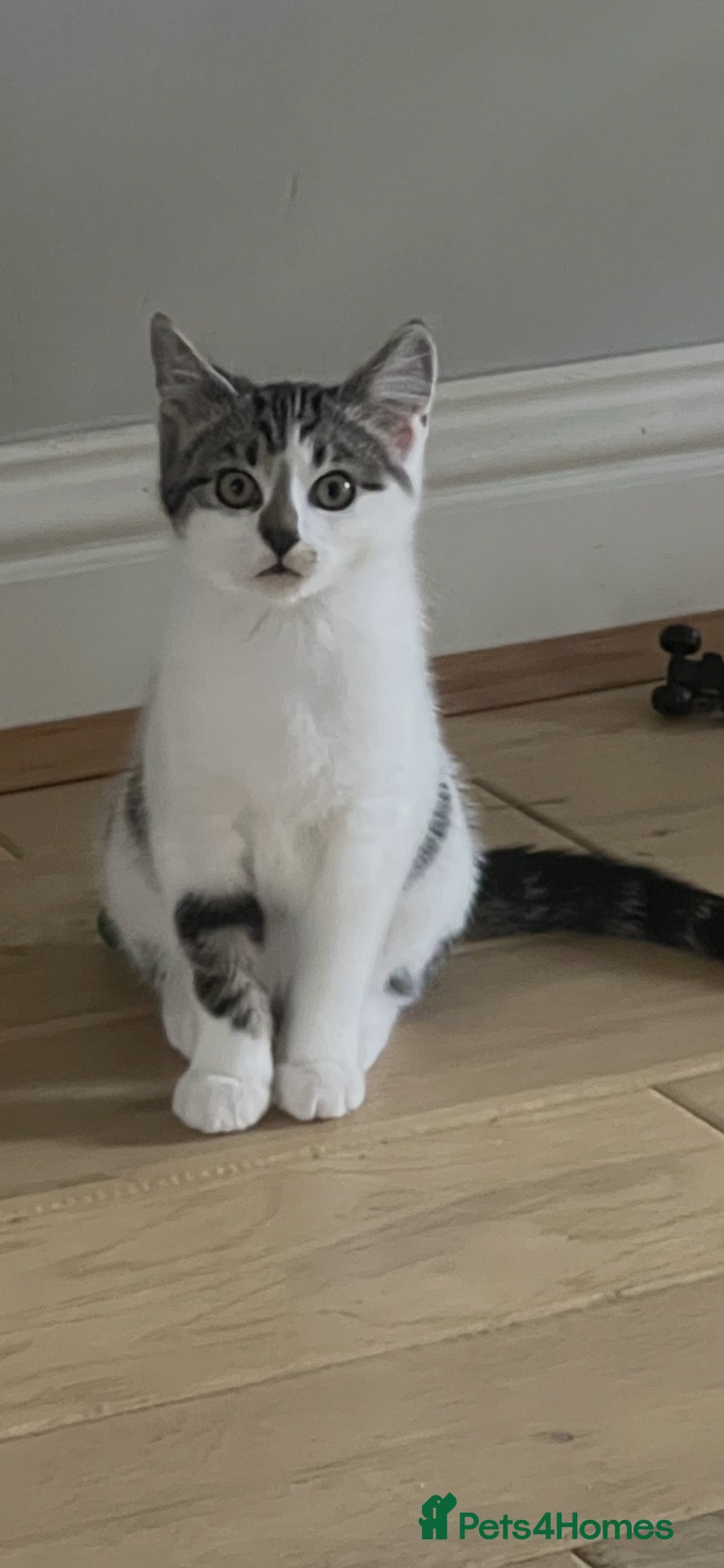 Mixed Breed cats for sale: Kizzy the kitten  - Advert 7