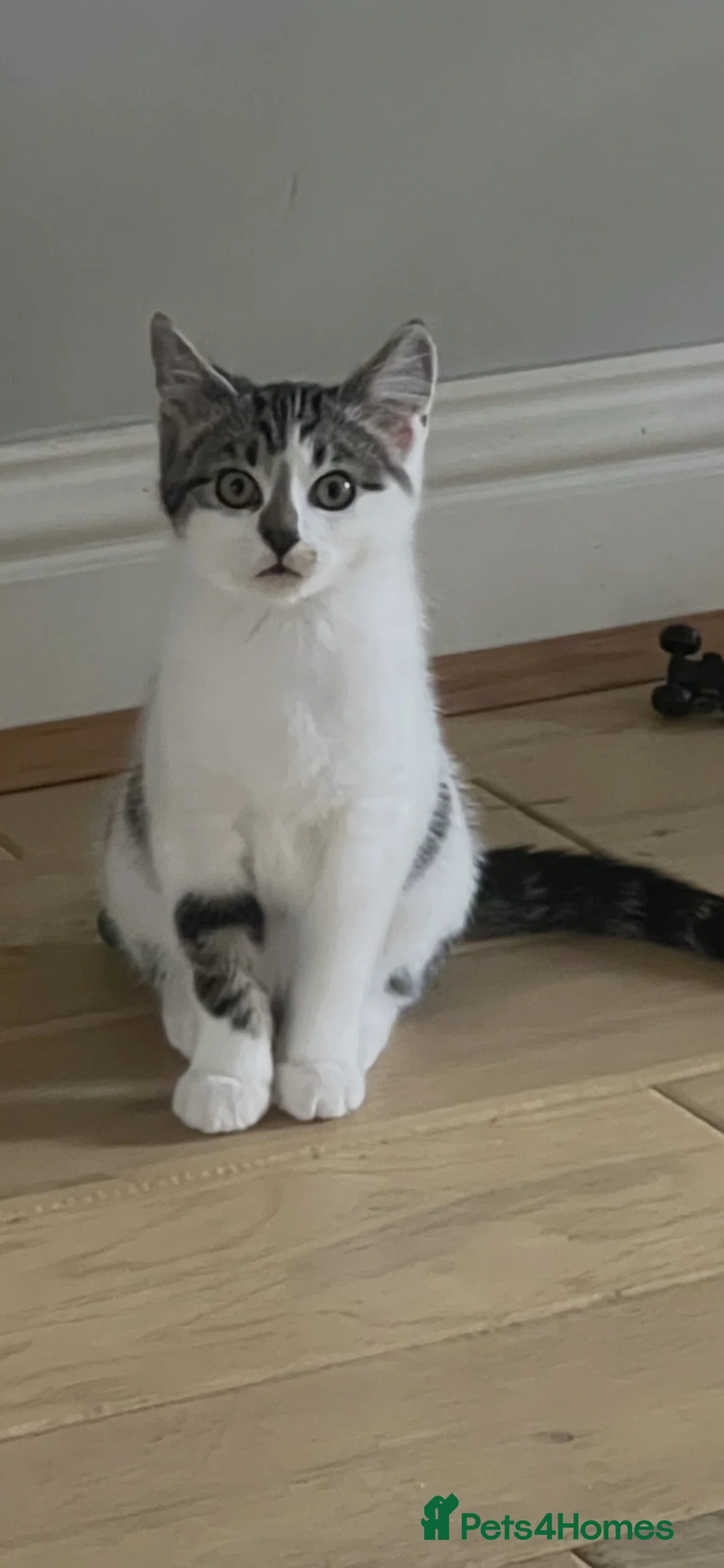 Mixed Breed cats for sale: Kizzy the kitten  in Ipswich - Advert 1