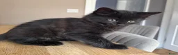 Maine Coon cats for sale: Gorgeous Maine Coon x Domestic long hair - Advert 14