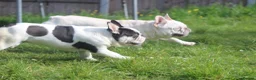 French Bulldog dogs for sale: X1 Platinum boy and x1 Black pied girl  - Advert 11