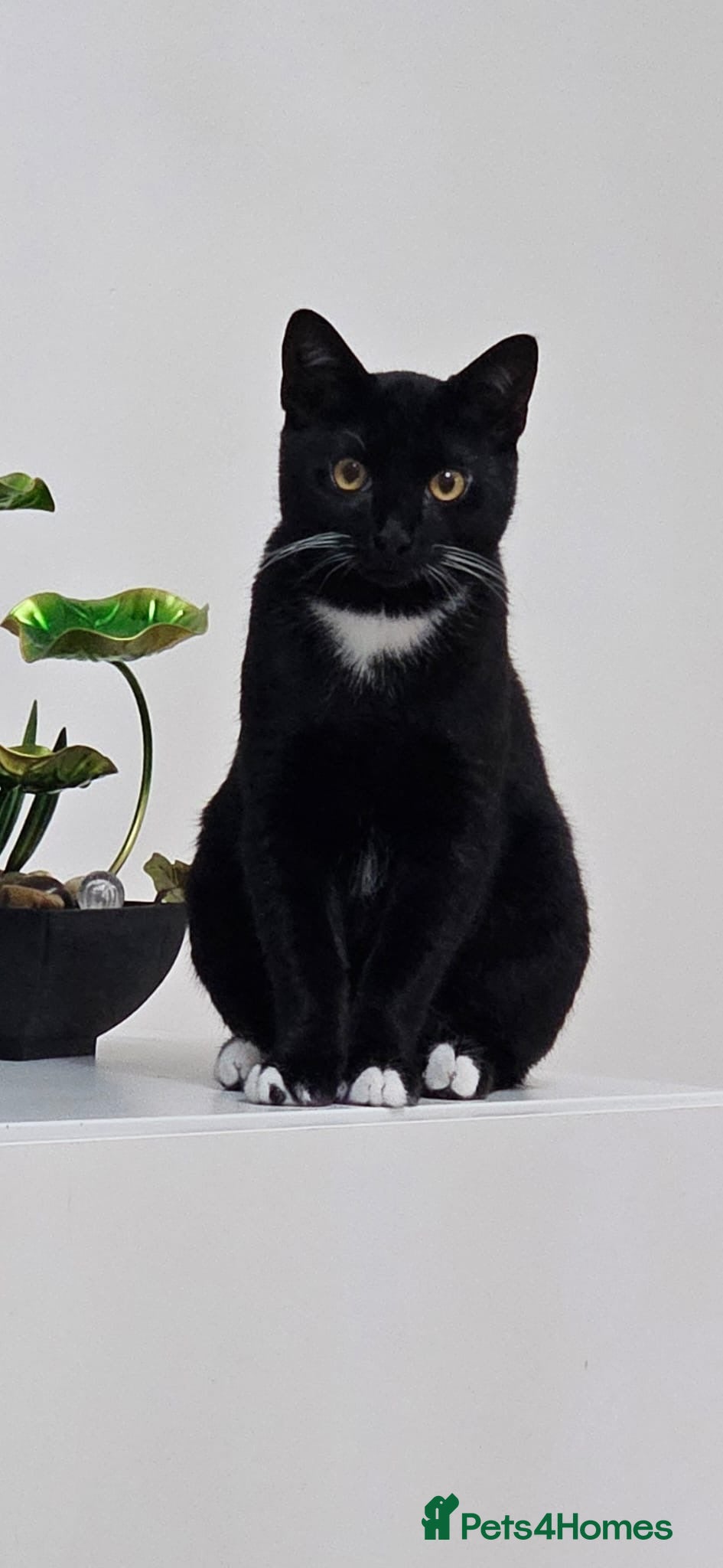 British Shorthair cats Lovely British Shorthair Looking for a Loving Home - Advert 1