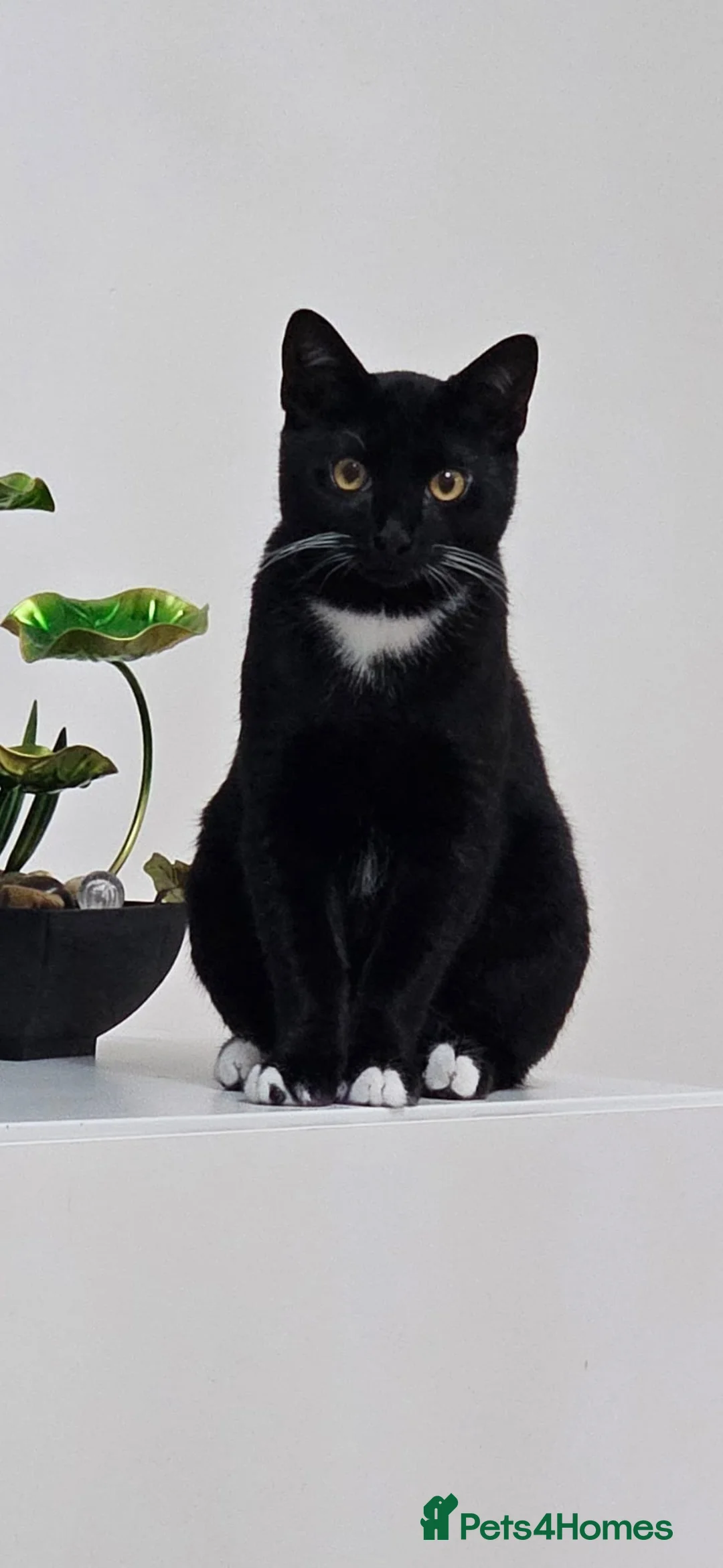 British Shorthair cats for sale: Lovely British Shorthair Looking for a Loving Home in London - Advert 1