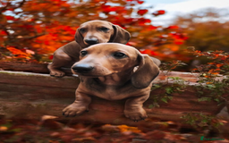 Dachshund dogs for sale: ❤️Super quality. Fully vaccinated and ready now❤️  - Image 2