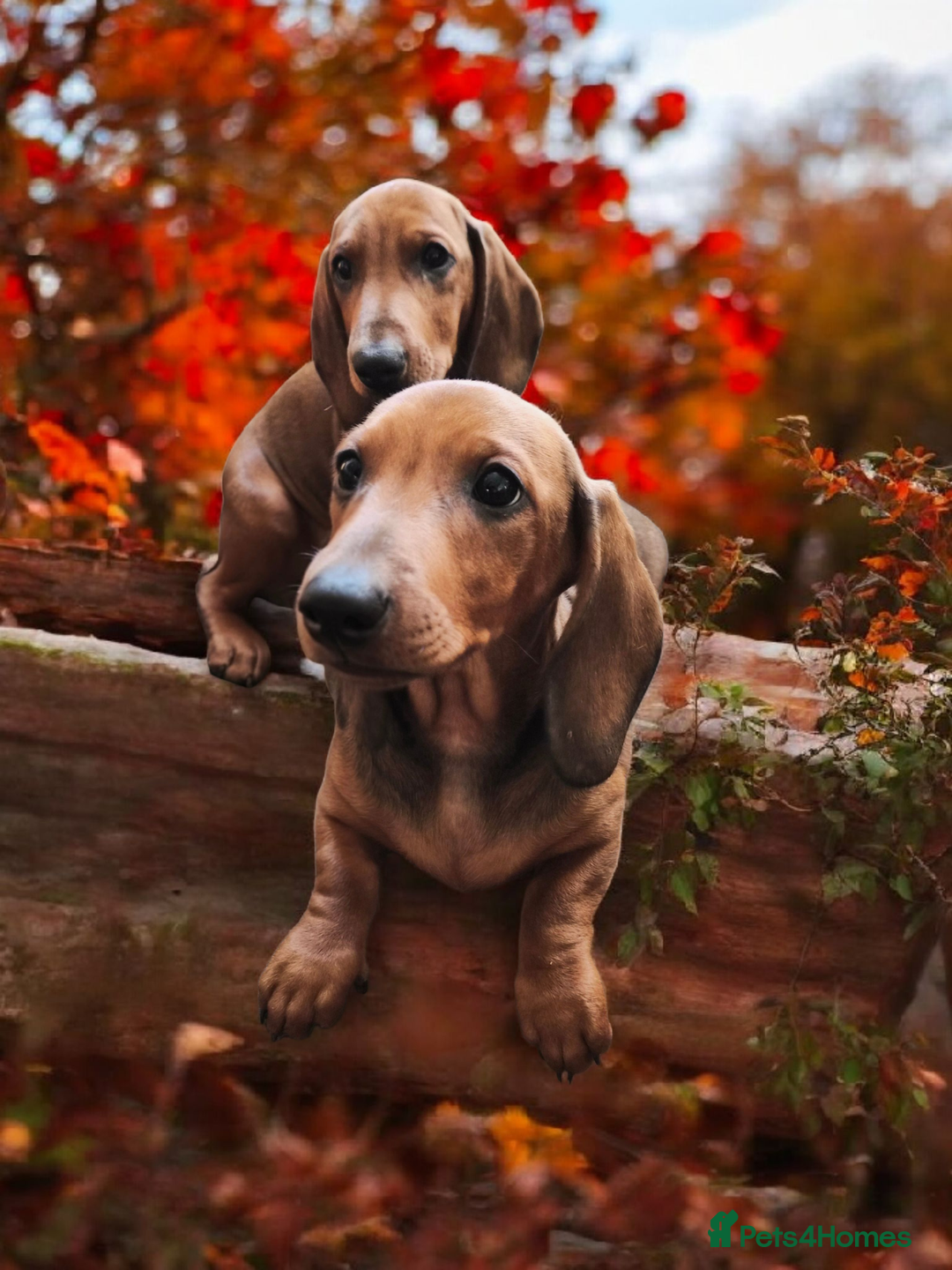 Dachshund dogs for sale: ❤️Super quality. Fully vaccinated and ready now❤️  - Image 2