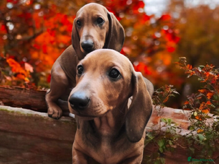 Dachshund dogs - Advert 14