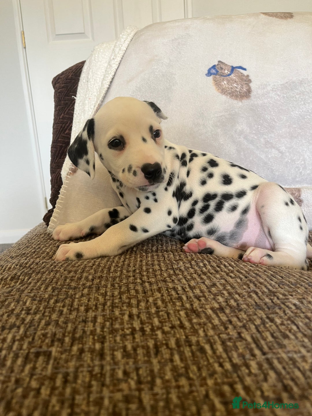 Dalmatian dogs for sale: Gorgeous Dalmatian Puppies - Image 2