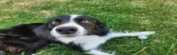 Border Collie dogs for sale: Border collie for sale - Advert 7