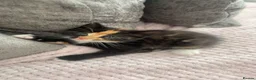 Mixed Breed cats for sale: Kittens for sale in Kettering - Advert 4