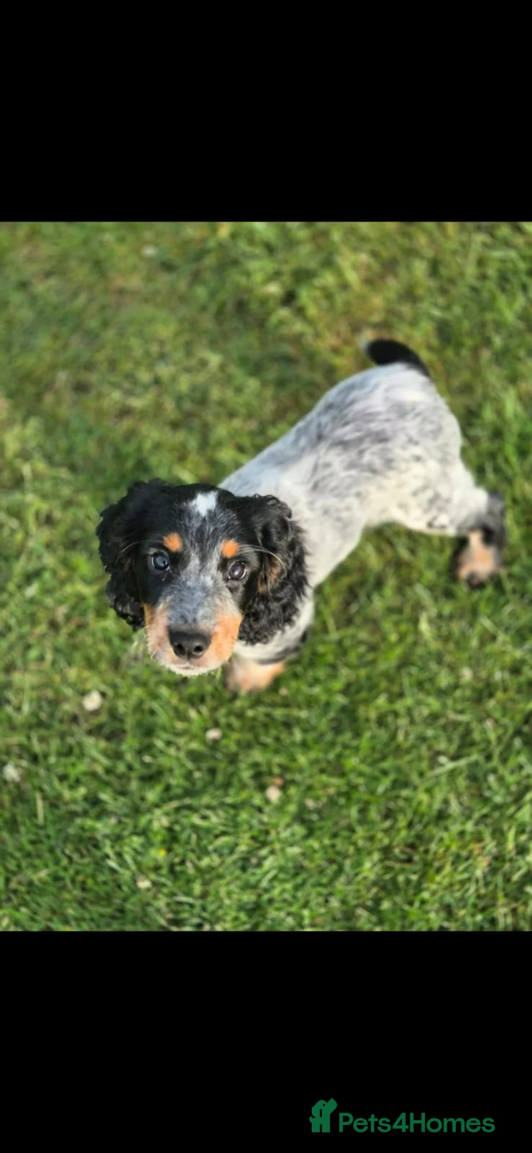Cocker Spaniel dogs for stud: KC Registered Working Blue Roan Cocker Spaniel  - Advert 10