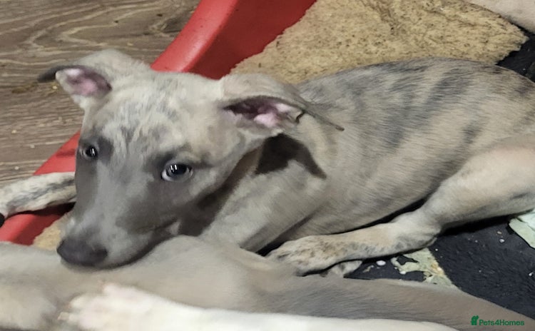 Whippet dogs - Advert 1