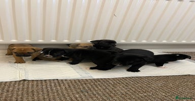 Mixed Breed dogs French bulldog mixt - Advert 4