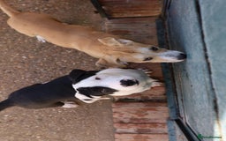 Mixed Breed dogs for adoption: ABANDONED TAN COLOURED PUPPY - Image 9