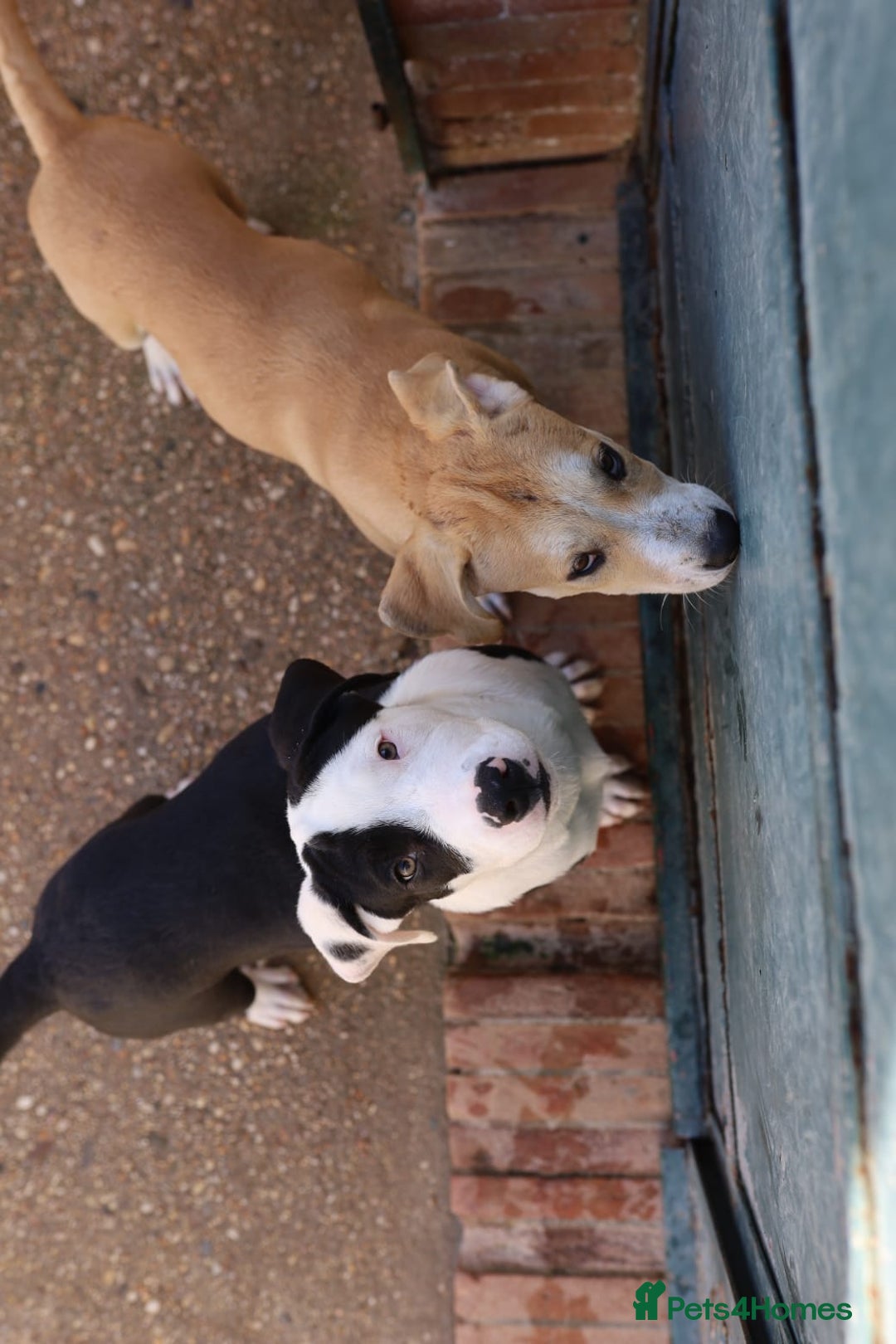 Mixed Breed dogs for adoption: ABANDONED TAN COLOURED PUPPY - Image 9