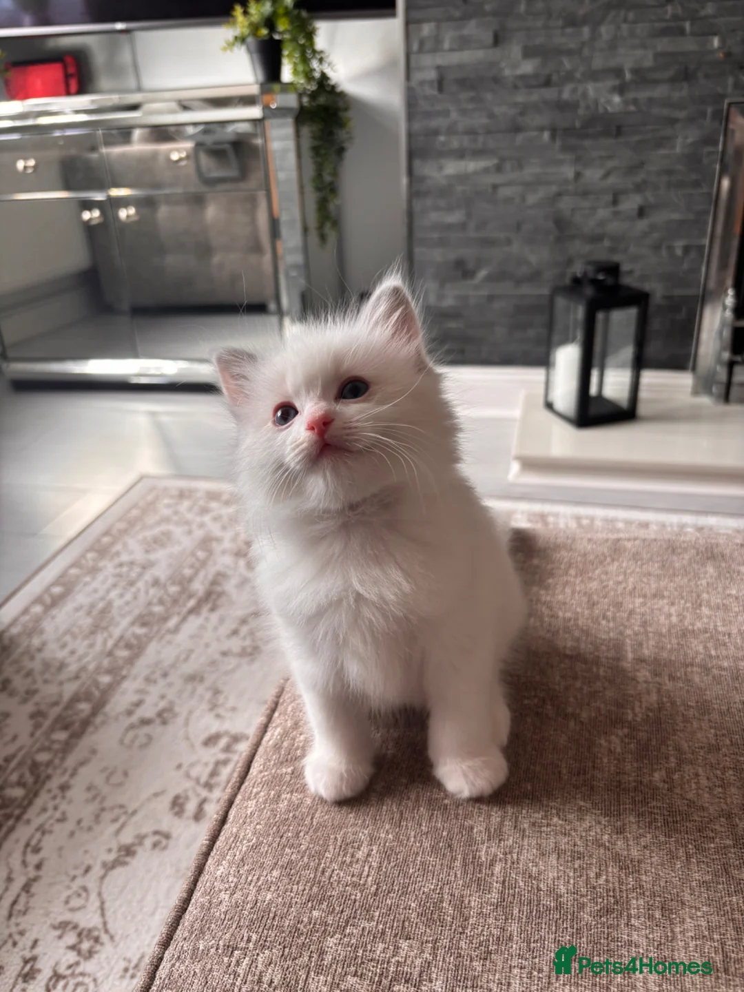 Ragdoll cats for sale: Pure Bred Ragdoll Kittens in Hartlepool - Advert 2
