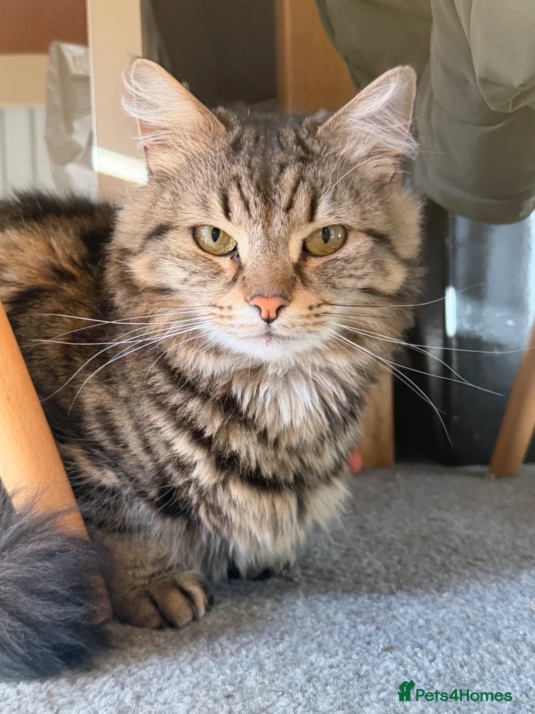Mixed Breed cats for sale: Arthur looking for a forever home 💙 - Advert 1