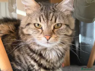 Mixed Breed cats Arthur looking for a forever home 💙 - Advert 1