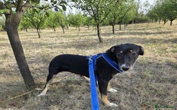 Mixed Breed dogs for adoption: RONA - a Superb young Girl for a Loving Home - Image 12