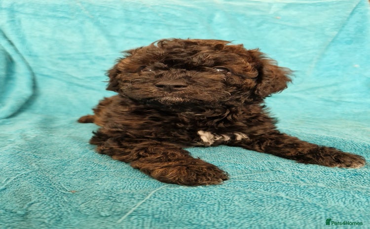 Cavapoo dogs - Advert 10