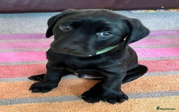 Labrador Retriever dogs for sale: Black Labradors looking for their forever homes - Image 7