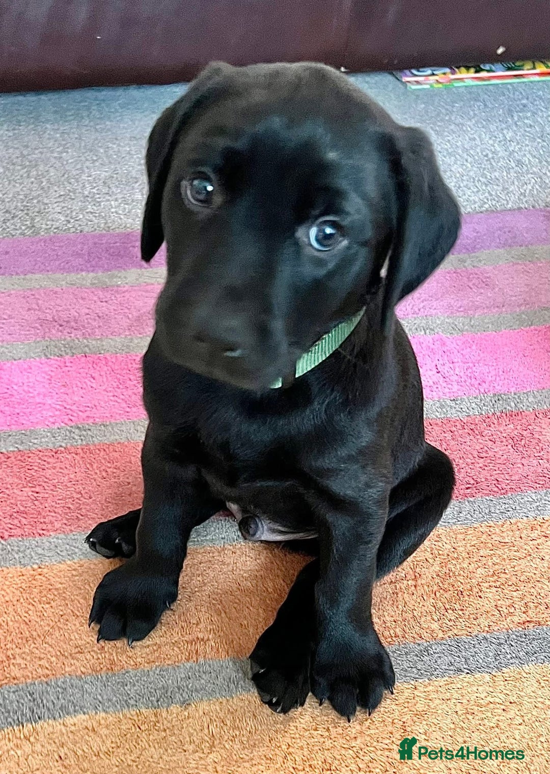 Labrador Retriever dogs for sale: Black Labradors looking for their forever homes - Image 7