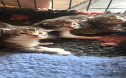 Maine Coon cats for sale: Maine coon kittens  - Image 15