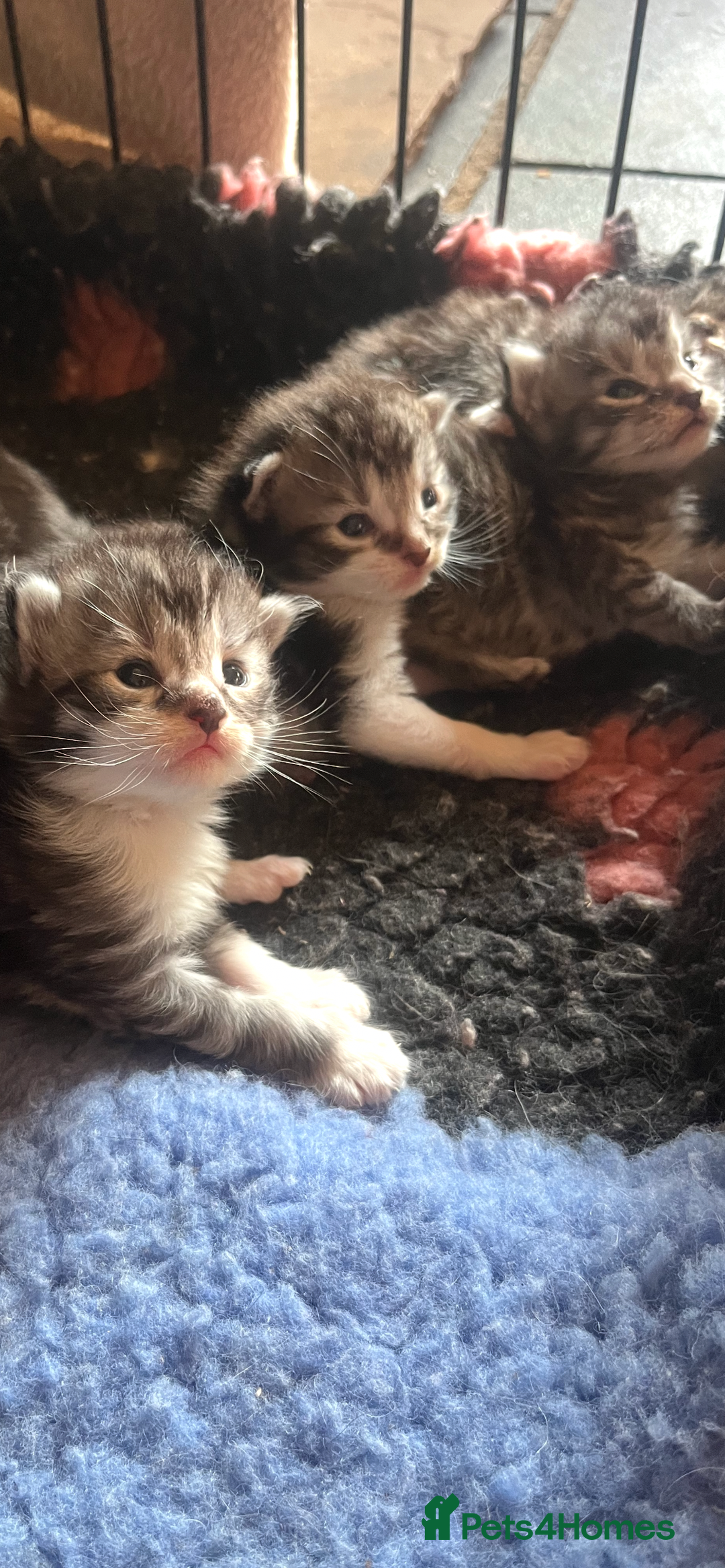 Maine Coon cats for sale: Maine coon kittens  - Image 15