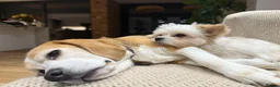 Beagle dogs for sale: ARCHIE THE BEAGLE - REHOME  in Cheltenham - Advert 3