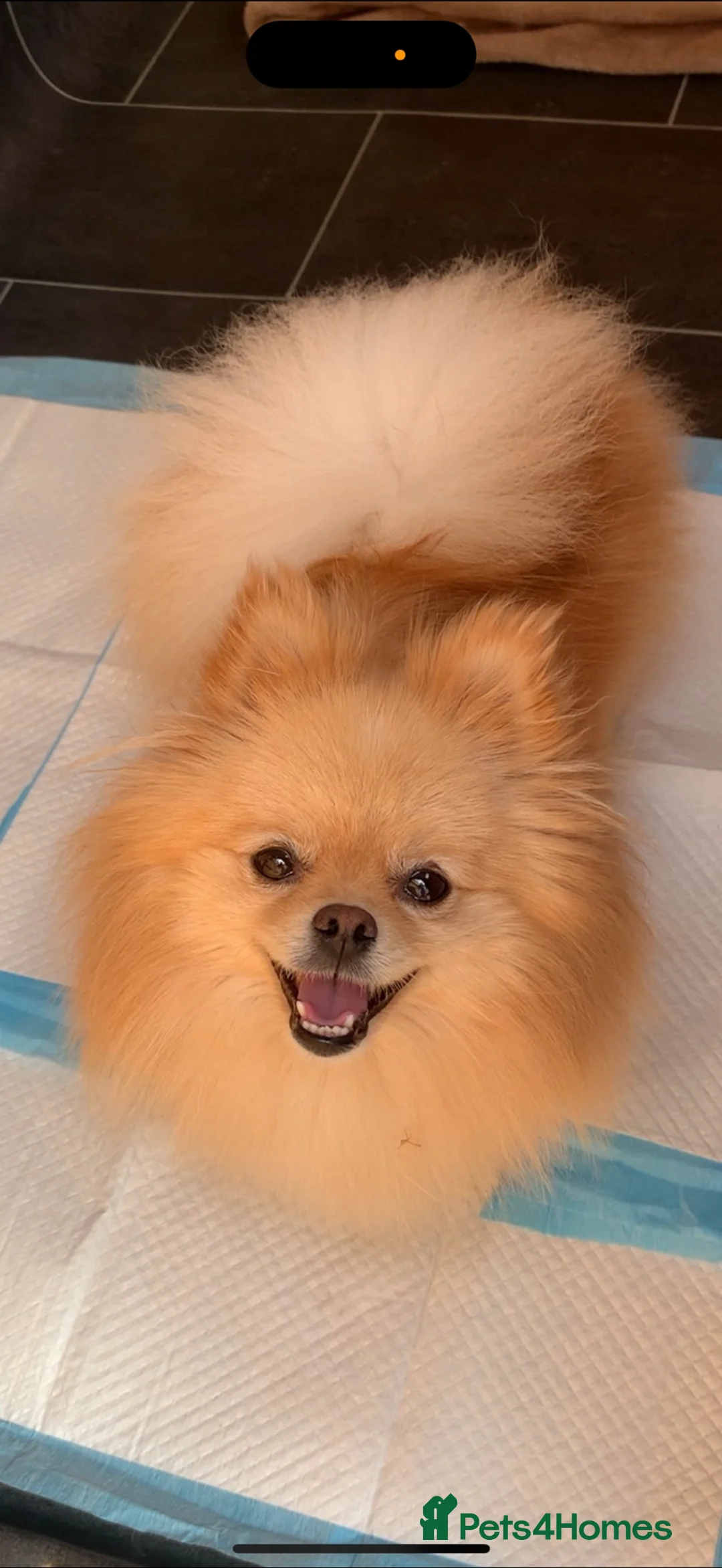 Pomeranian dogs for sale: Female pomeranian - Advert 2